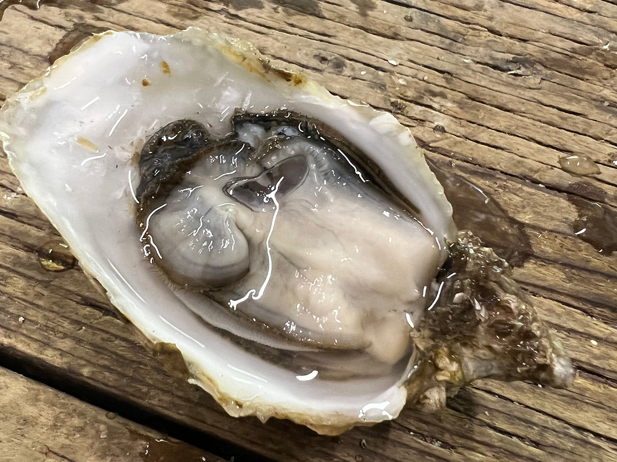 Fresh Oyster