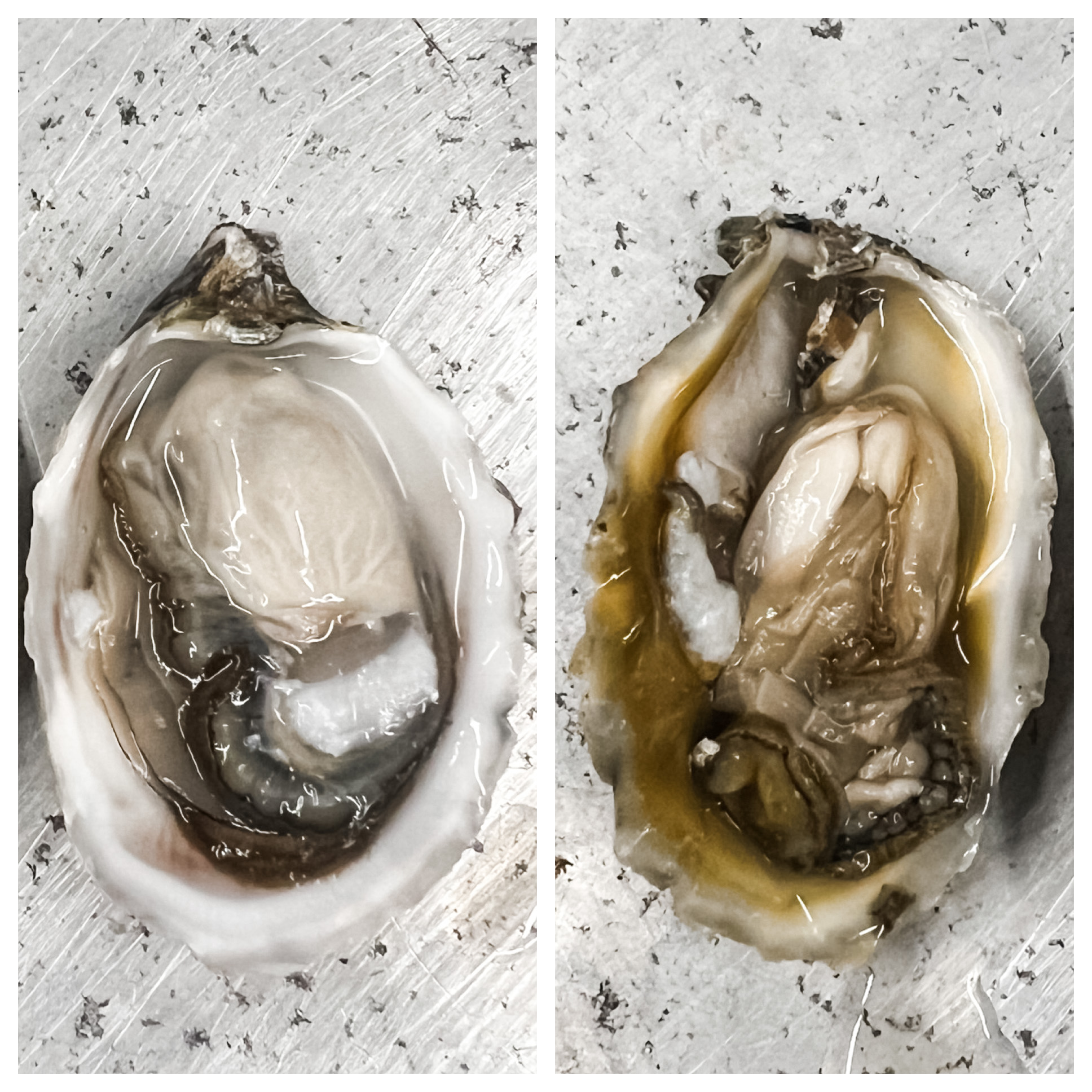 Oyster Comparison