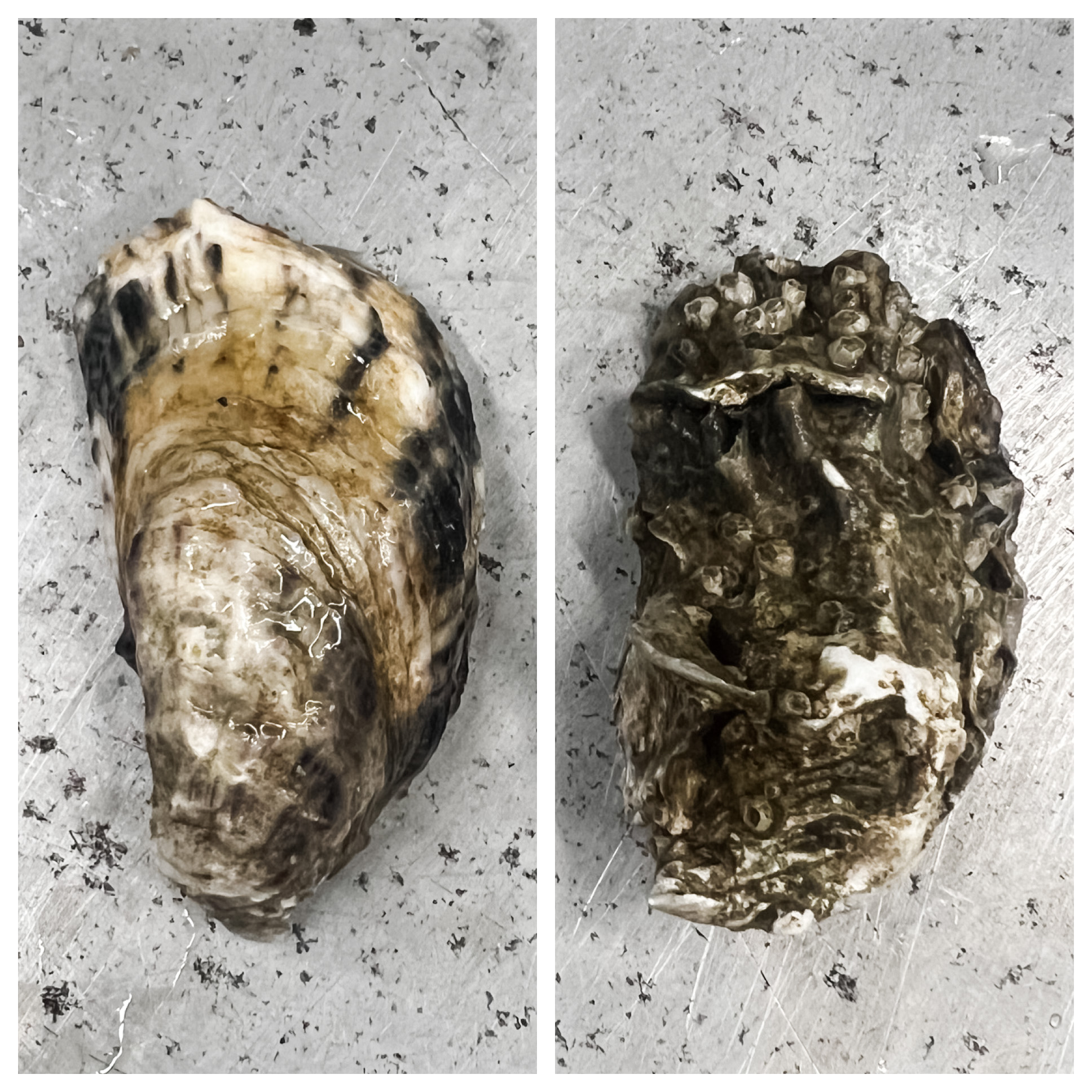 Oyster Shell Comparison
